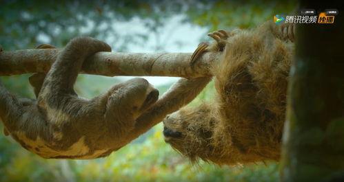 偷拍神兽吃瓜视频大全免费观看 第2张 偷拍神兽吃瓜视频大全免费观看 第2张